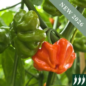 Red Starfish Hot Chilli Peppers growing on the plant, one ripe red and the other unripe green with leaves in the background.