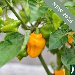 Pepper Trinidad Perfume