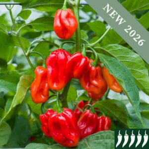 Pepper 'Trinidad Scorpion'