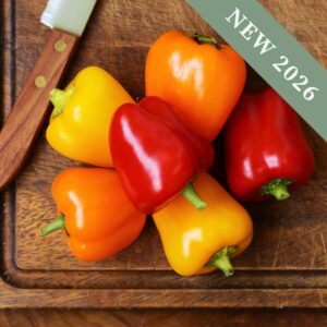 A collection of harvested bell peppers in red, yellow, and orange on a wooden chopping board with a knife in the kitchen for cooking.