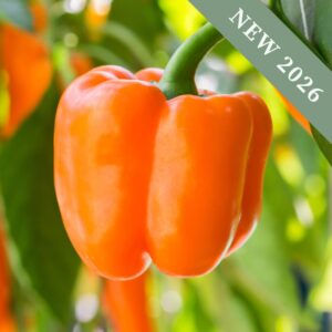 Sweet Pepper 'Kuman' F1