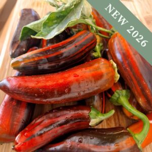 Sweet Pepper Candy Cane Chocolate Cherry