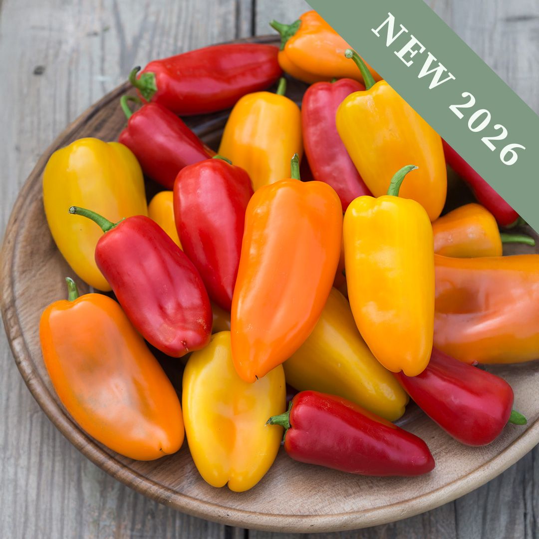 Sweet Pepper 'Snack Bite Mix'