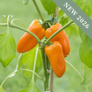 Sweet Pepper 'Snack Bite Orange'