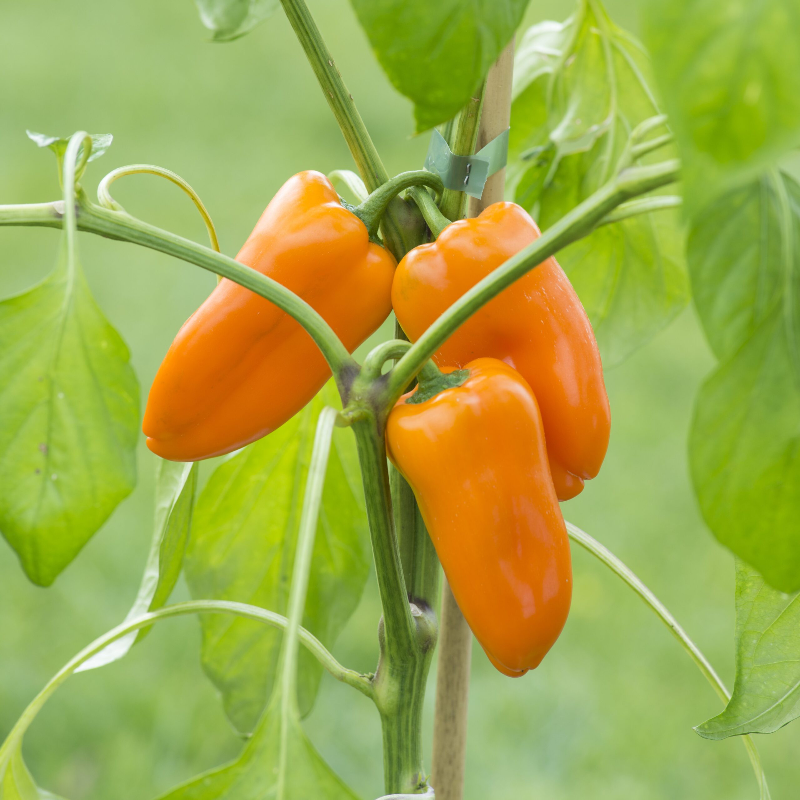 Orange Snackbite Sweet peppers growing on the plant with green foliage.