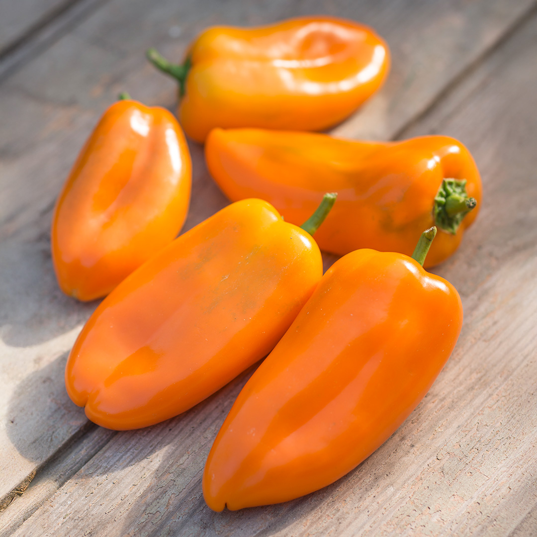Sweet Pepper 'Snack Bite Orange' - Image 3