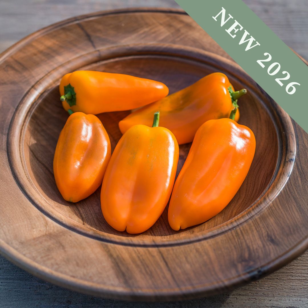 A wooden bowl of freshly harvested Orange Snackbite Sweet Peppers.