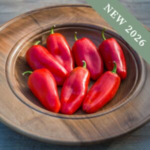 Sweet Pepper 'Snack Bite Red'