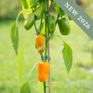 Sweet Pepper 'Snack Bite Yellow'