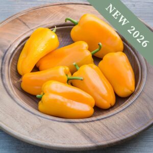 A wooden bowl of freshly harvested Yellow Snackbite Sweet Peppers