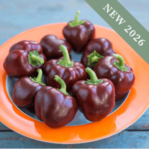 Sweet Pepper 'Sweetonia Chocolate'