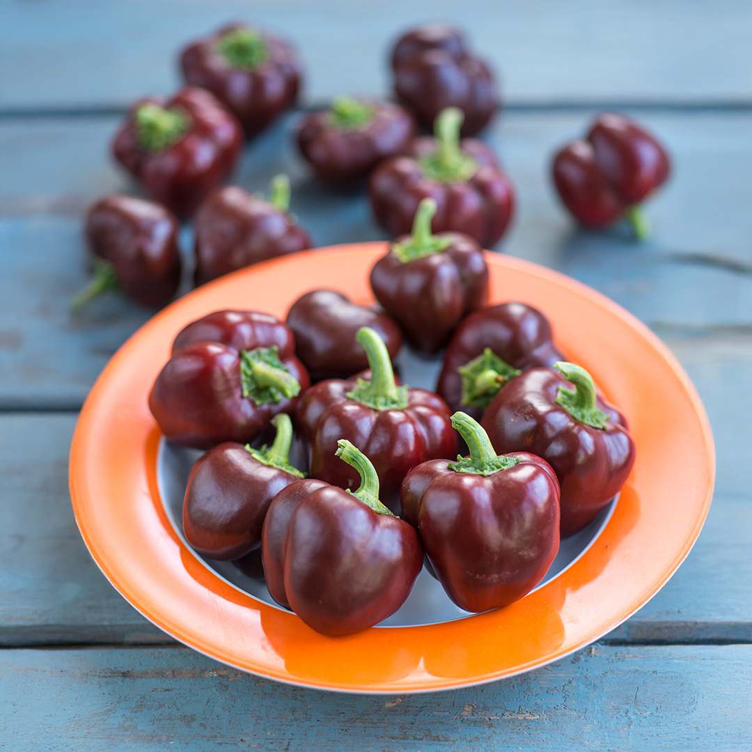Sweet Pepper 'Sweetonia Chocolate'