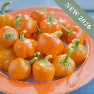 Sweet Pepper 'Sweetonia Orange'