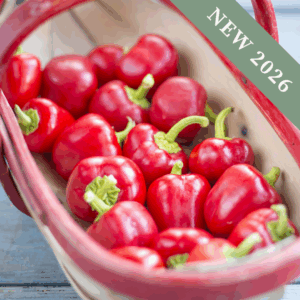 Sweet Pepper 'Sweetonia Red'