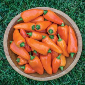 Sweet Pepper 'Tangerine Dream'