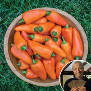 Sweet Pepper 'Tangerine Dream' - Charles's Seed Selection