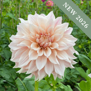 Dahlia 'Café au Lait'