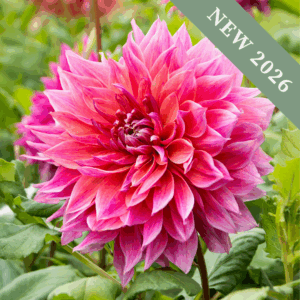 Dahlia 'Penhill Dark Monarch'