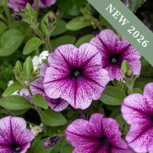 Petunia 'Burgundy Vein' F1