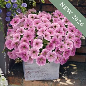 Petunia 'Silver Vein'