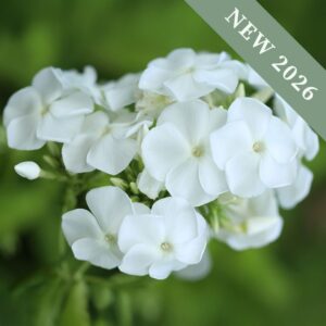 Phlox paniculata 'David'