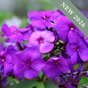 Phlox paniculata 'Nicky'