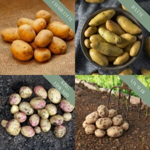 Seed Potato 'Kitchen Favourites' Collection