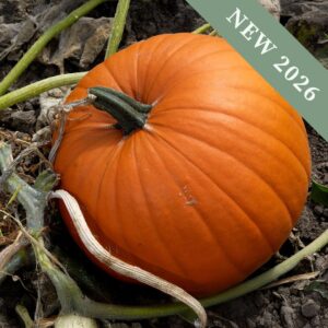 An Orange Racer Pumpkin growing in a patch with vines and leaves.