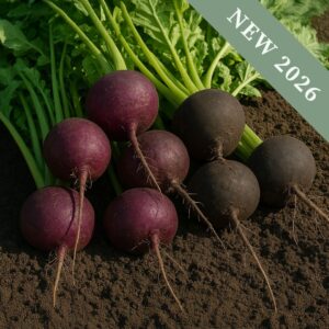 Radish 'Dark Night Mix'