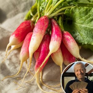 Radish 'French Breakfast' - Charles's Seed Selection