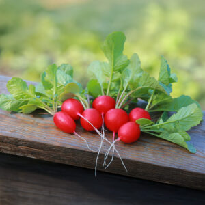 Radish 'Rudi'
