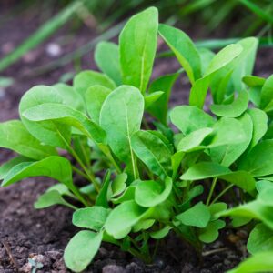 Lettuce 'Rocket Cultivated'