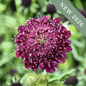 Scabious 'Black Knight'
