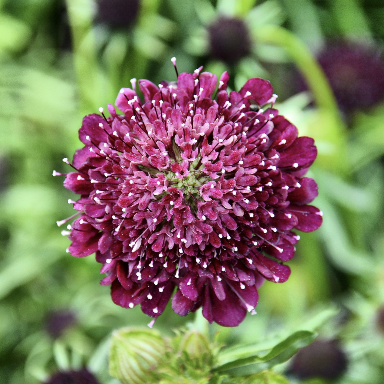 Scabious 'Black Knight'