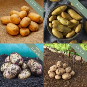 Seed Potatoes 'Kitchen Favourites' Collection