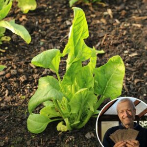 Spinach 'Medania' - Charles's Seed Selection