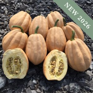 Squash Baked Potato F1