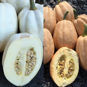 Baked and Mashed varieties of Acorn squashes in white and beige, freshly harvested and sliced open.