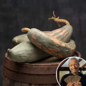 Squash 'Candy Roaster' - Charles's Seed Selection