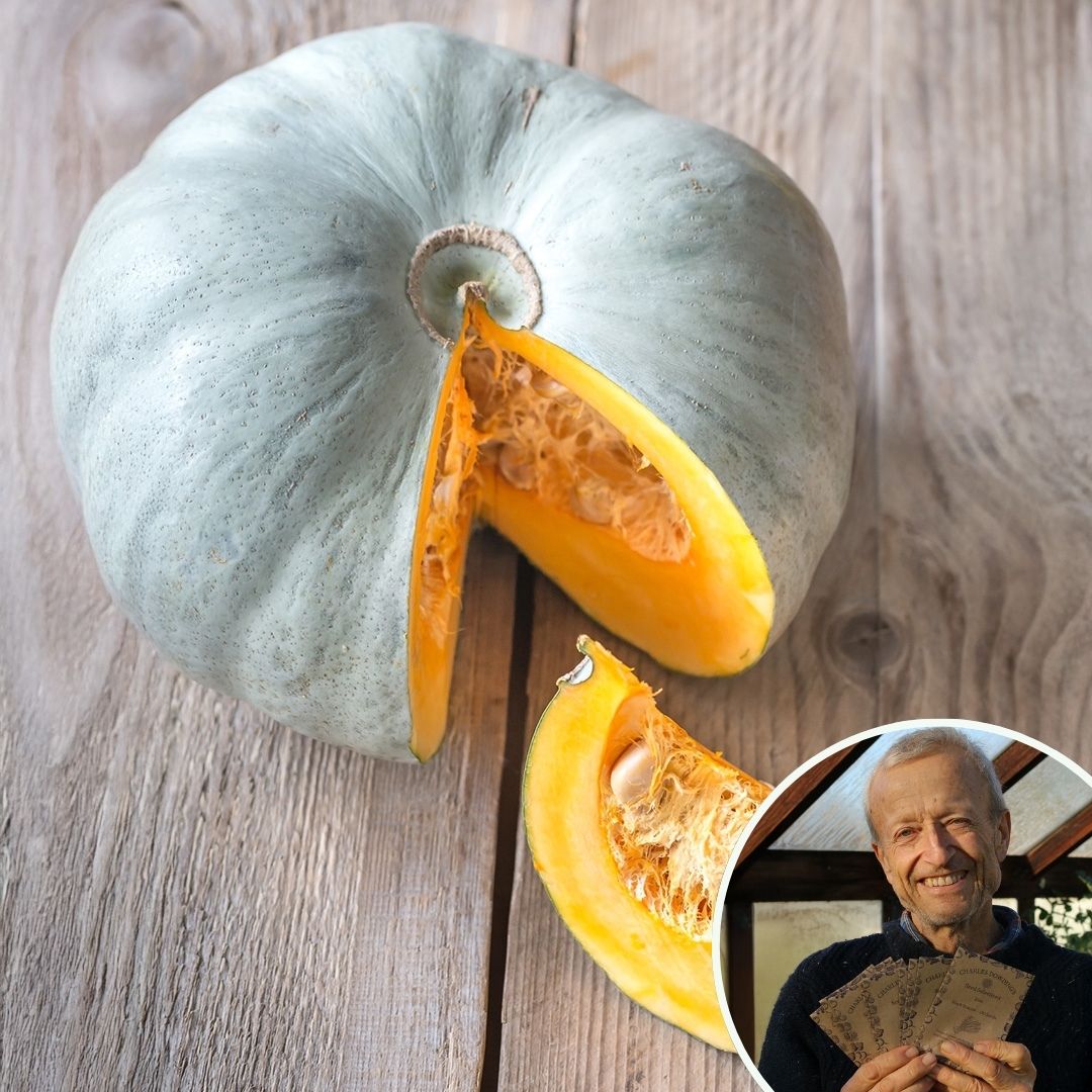 Squash 'Crown Prince' - Charles's Seed Selection