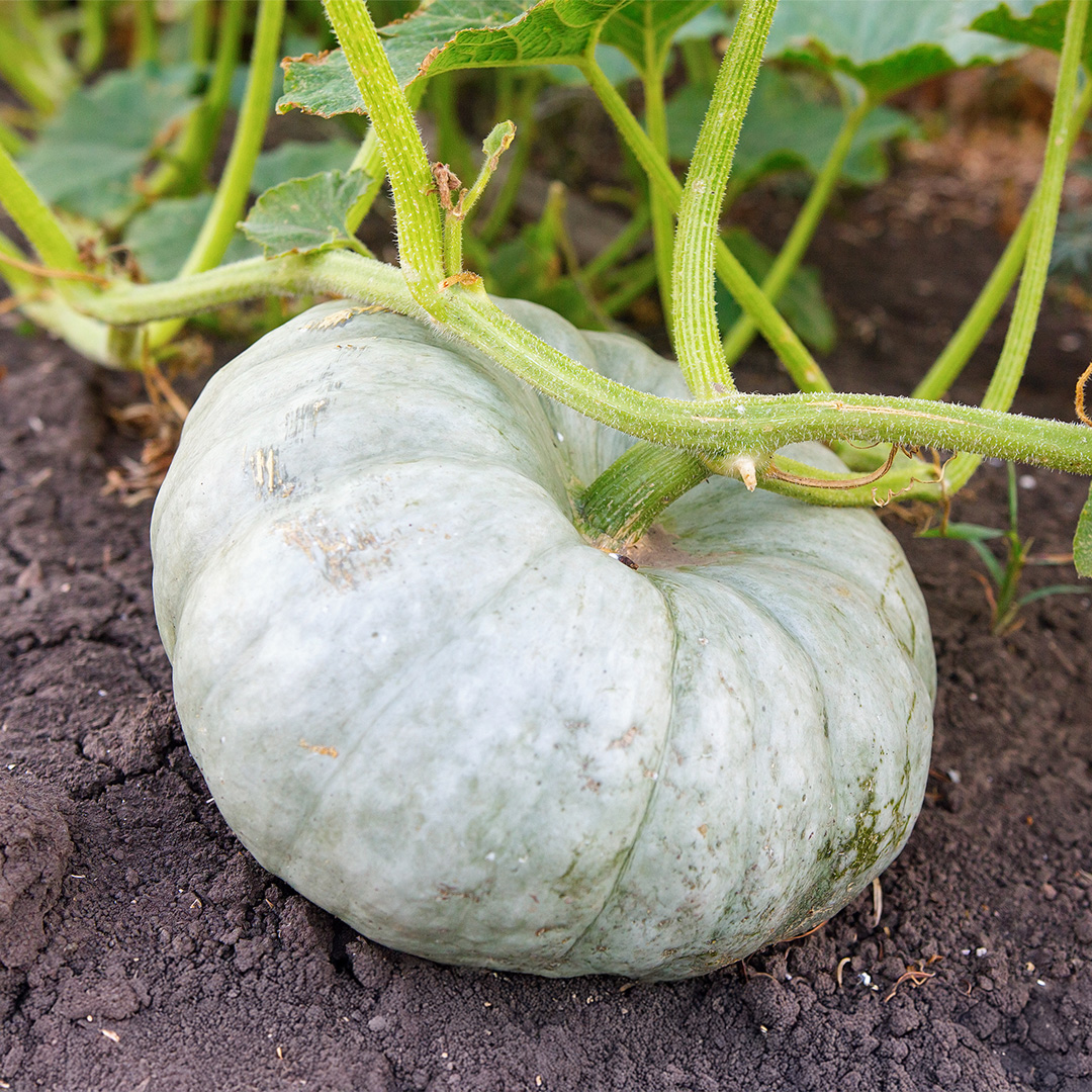 Squash 'Crown Prince' - Charles's Seed Selection - Image 2