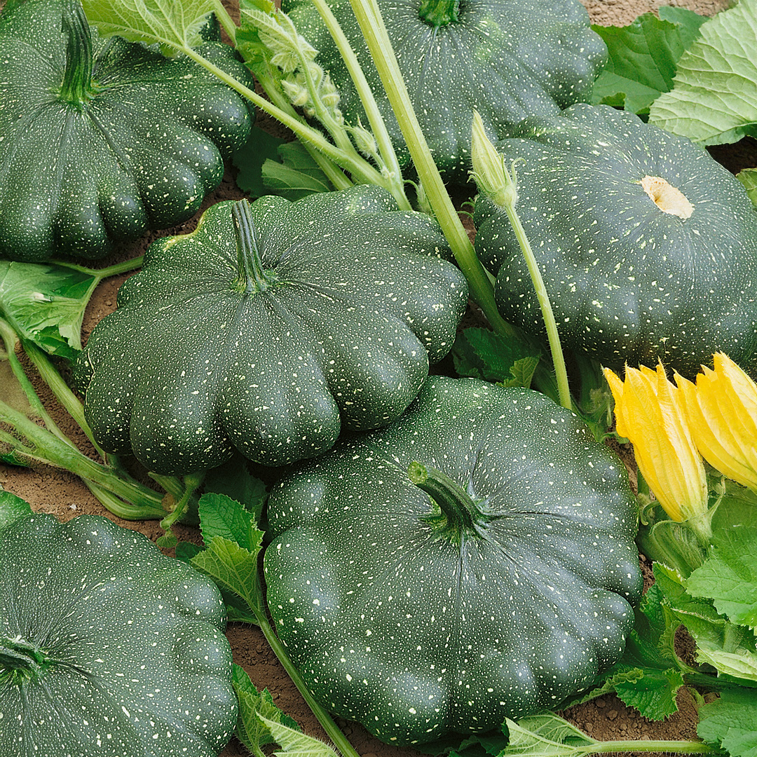 Squash 'Patty Pan Greendisc' F1 - Image 3