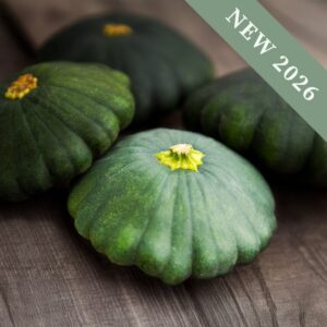 Squash Patty Pan Greendisc F1