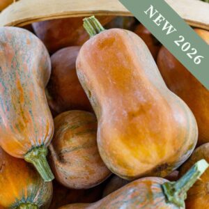 A close up image of an Inca Gold Butternut Squash on a freshly harvested pile of the same variety in a basket.