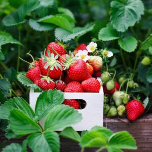 Freshly harvested Cambridge Favourite Strawberries in a white fruit basket with green leafy foliage