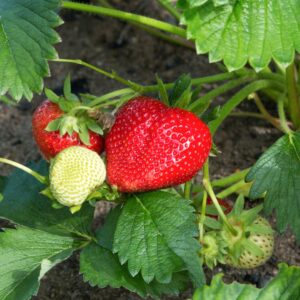 Ripe red and unripe green Elsanta Strawberries growing on the plant with leaves