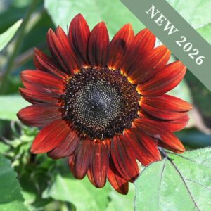 Sunflower 'Claret' F1