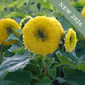 Sunflower 'Gummy Bear'