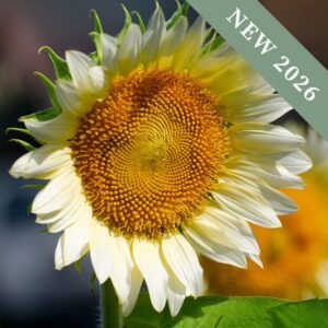 Sunflower 'Pro-cut White Lite' F1