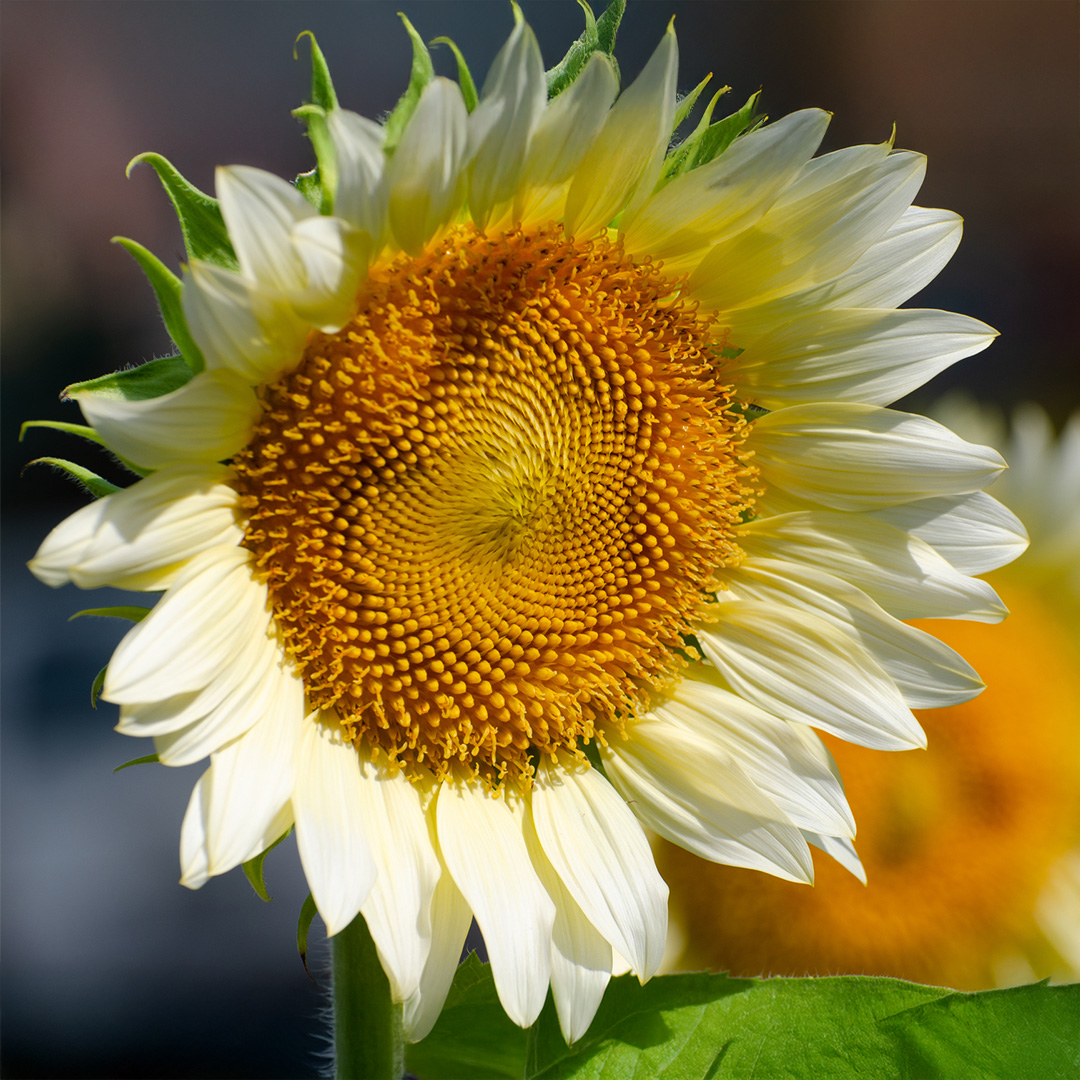 Sunflower Pro-cut White Lite F1